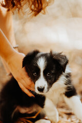 Black and white border collie puppy portrait