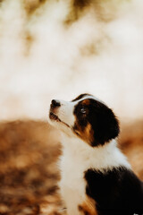 Border collie puppy autumn portrait