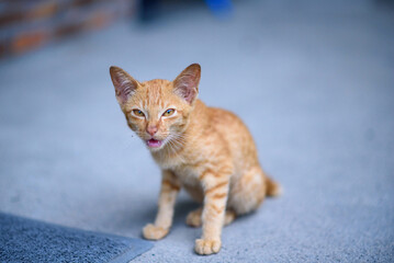 tabby ginger orange kitten portait