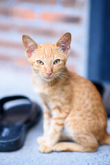 tabby ginger orange kitten portait