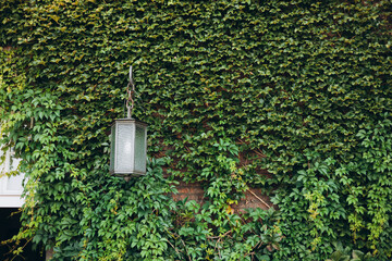 Natural ivy growth by green wall of leaves. Street lamp among the ivy. Victorian vintage street lantern at the day time, turned off. - Powered by Adobe