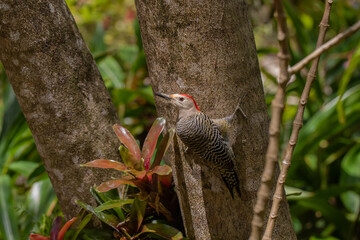 West Indian Woodpecker sitting on a tree in a tropical rain forest
