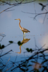 Tricoloured heron standing still in Booby Pond in Little Cayman, Cayman Islands