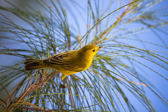 Endemic to Cayman Islands vitelline warbler bird resting on a casuarina tree branch with a clear blue sky background in Barker's National Park