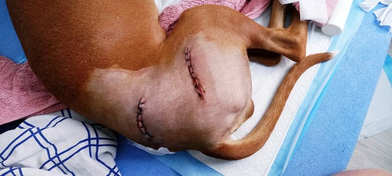 La operaci&oacute;n de displasia de cadera en perros. B&oacute;xer alem&aacute;n