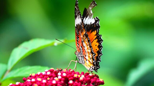 Thai butterfly in garden garden summer flower and butterfly flower butterfly flower butterfly