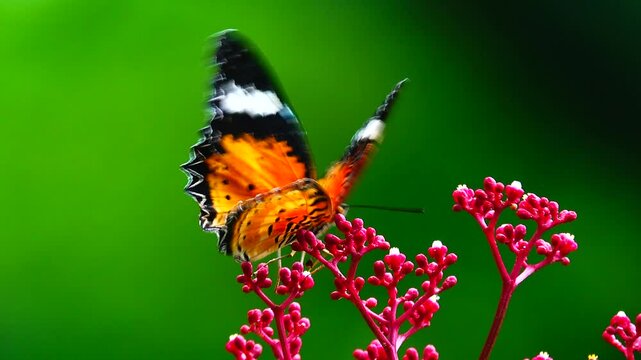 A colorful butterfly is perched on a small red flower. The butterfly's wings are intricately patterned in orange, black, white, and yellow, with black spots and lace-like wing edges.