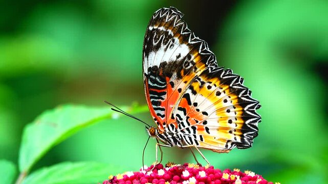 A colorful butterfly is perched on a small red flower. The butterfly's wings are intricately patterned in orange, black, white, and yellow, with black spots and lace-like wing edges.
