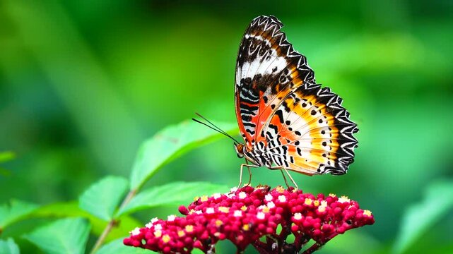 Thai butterfly in garden garden summer flower and butterfly flower butterfly flower butterfly