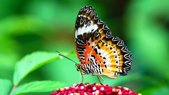 Thai butterfly in garden garden summer flower and butterfly flower butterfly flower butterfly