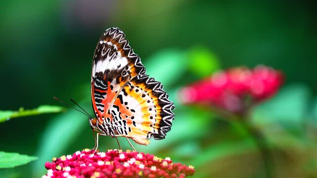 Thai butterfly in garden garden summer flower and butterfly flower butterfly flower butterfly