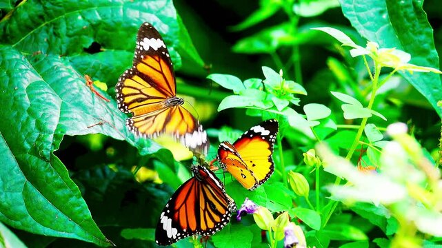A colorful butterfly is perched on a small red flower. The butterfly's wings are intricately patterned in orange, black, white, and yellow, with black spots and lace-like wing edges.