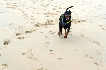 Dobermann at Tregirls Beach Padstow Cornwall UK Last day of September secluded beach at the mouth of the Camel Estuary