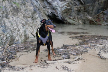 Dobermann at Tregirls Beach Padstow Cornwall UK Last day of September secluded beach at the mouth of the Camel Estuary