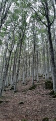 Obraz premium path in the mountain forest