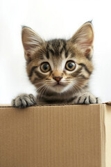 Adorable tabby kitten peering over a cardboard box with curious wide eyes.