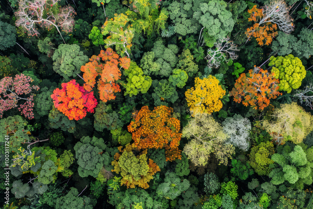 Poster a forest with many trees of different colors