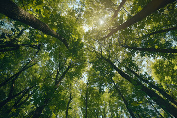 Obraz premium A forest with trees reaching up to the sky