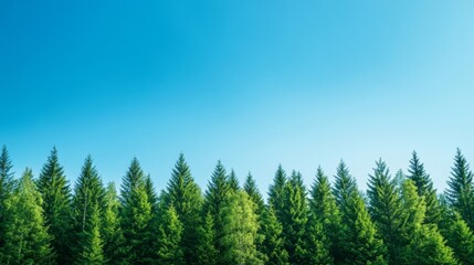 Fototapeta premium Clear blue sky over a forest showing excellent air quality nature at its best 