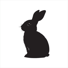 white rabbit isolated on white background