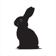 white rabbit isolated on white background