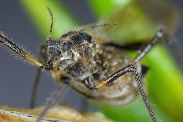 Bow-legged fir-aphid, Cinara curvipes, Aphids sucking out plant juices on stem and branches of fir,...
