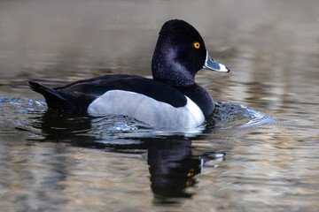 Ring-Necked duck     