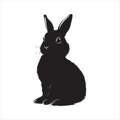 white rabbit isolated on white background