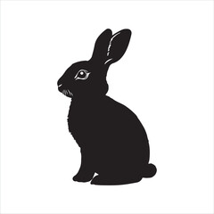 white rabbit isolated on white background