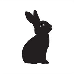 white rabbit isolated on white background