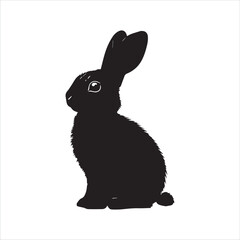 white rabbit isolated on white background