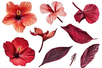 Flat lay of realistic pressed hibiscus petals on a white background, in various shapes and sizes, in a red color palette Generative AI