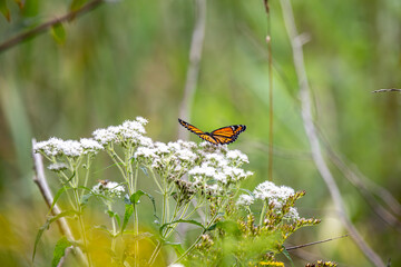 A viceroy butterfly (limenitis archippus) was pollinating a common boneset (eupatorium perfoliatum)...