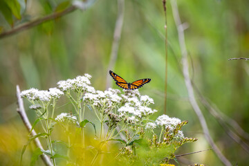 A viceroy butterfly (limenitis archippus) was pollinating a common boneset (eupatorium perfoliatum) in a marsh in Ontario.