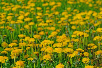 Blühender Löwenzahn, Taraxacum, im Frühling