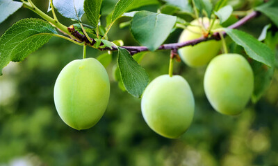 plum fruit