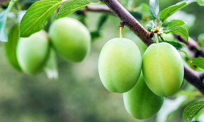 plum fruit
