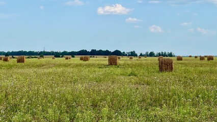 Fototapeta premium A landscape with haystacks from afar. Haystacks against the background of grass and blue sky