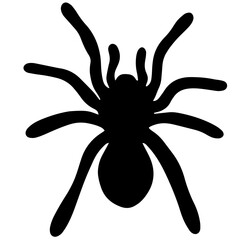 Obraz premium Spider