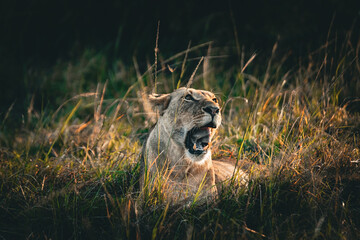 Lioness in the grassland