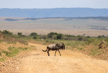 wildebeest in the masai mara national reserve, kenya