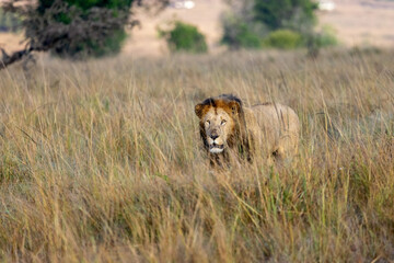 lion walking in the tall grass of savannah grasslands