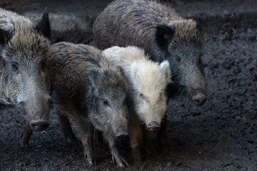 2 schwarze und ein wei&szlig;es Wildschwein