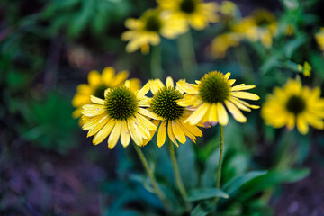 Autumn blooming colorful flowers. Selective close-up, blurred background