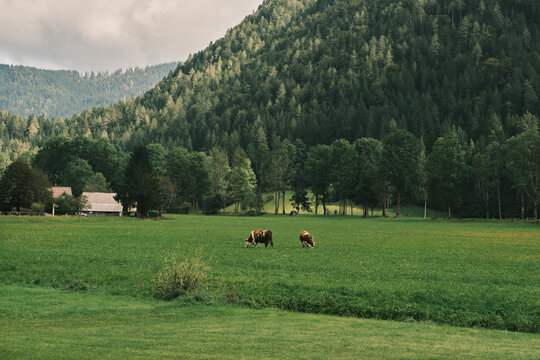 Two cows graze in a lush green field, with a forested mountain range in the background. The scenery evokes a sense of tranquility and rural charm. Slovenia