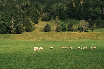 Obraz premium A tranquil scene of sheep grazing in a lush green meadow with a backdrop of a serene forest. Perfect for nature, agriculture, or pastoral themes.Slovenia