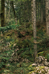 A dense forest scene with mossy rocks and tall trees.  Sunlight filters through the canopy, creating a dappled light effect. Slovenia, Triglav