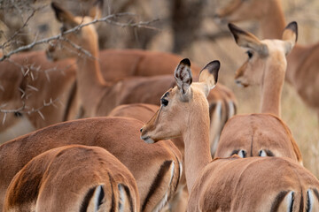 antelope herd © Ruwen