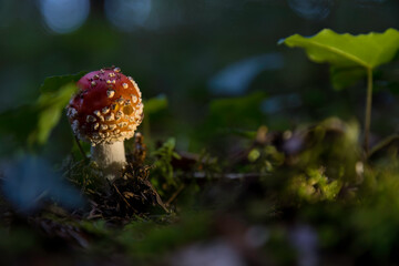Aufnahme eines Fliegenpilzes im Wald, beim letzten Sonnenlicht.
