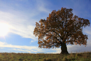 an oak tree with a large crown in autumn. of natural monuments, caring for nature. Golden autumn